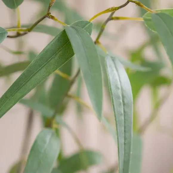 Artificial Eucalyptus Tree - Green, Faux Foliage