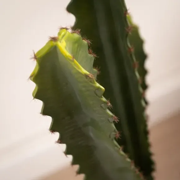 Artificial Euphorbia Cactus - Green, Plastic Pot