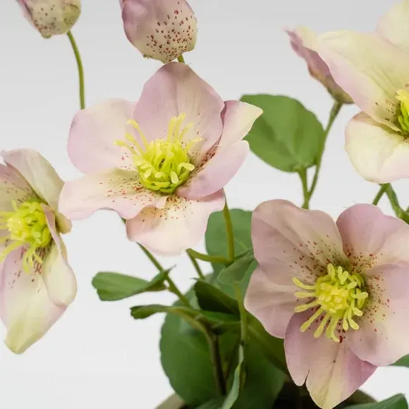Artificial Hellebore Plant - Purple, Terracotta