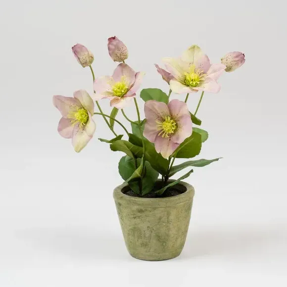 Artificial Hellebore Plant - Purple, Terracotta
