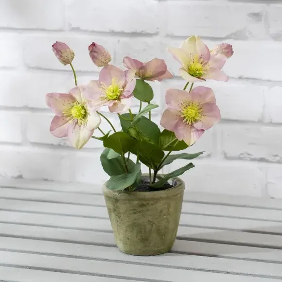 Artificial Hellebore Plant - Purple, Terracotta