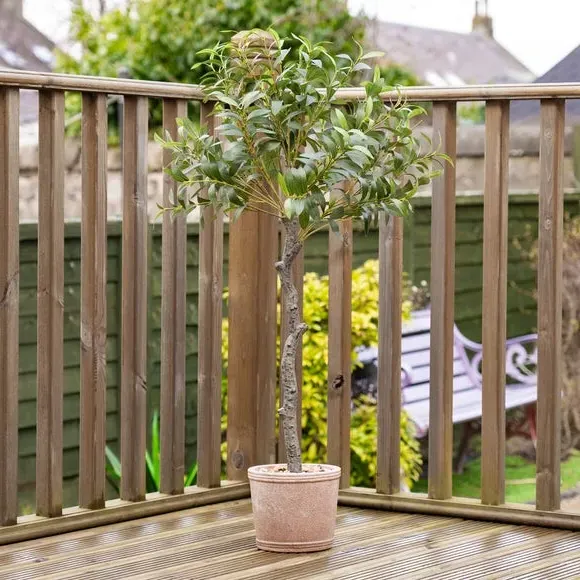 Artificial Olive Tree in Rustic Pot - Green image