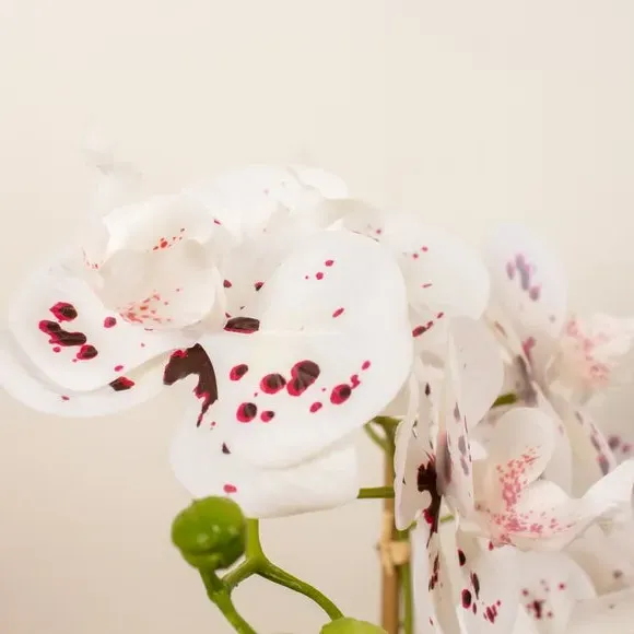 Artificial Orchid Plant - White, Ceramic Pot