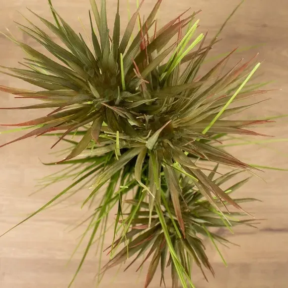 Artificial Papyrus Plant - Green, Plastic Pot