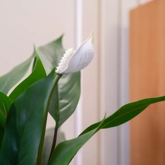 Artificial Peace Lily Plant - White, Plastic