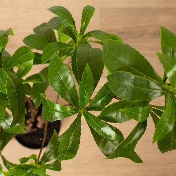 Artificial Pieris Tree - Green, Plastic Pot