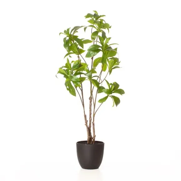Artificial Pieris Tree - Green, Plastic Pot
