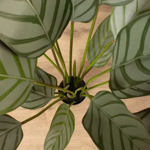 Artificial Prayer Plant - Green, Plastic Pot