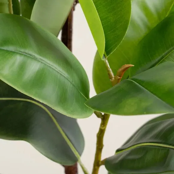 Artificial Rubber Tree - Green, Plastic Pot