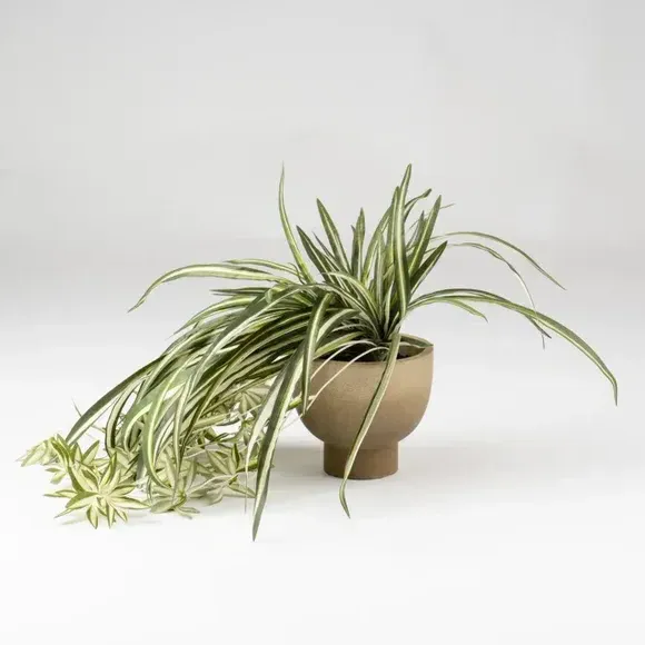 Artificial Spider Plant - Green, Rustic Pot