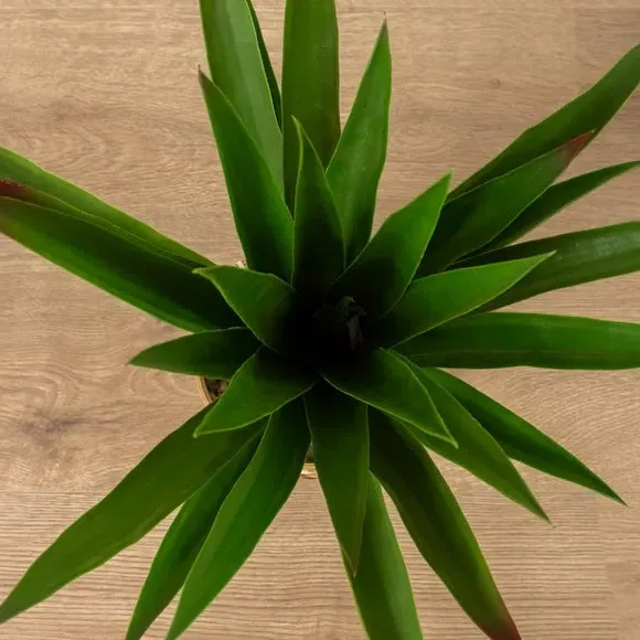 Artificial Spikey Plant - Green, Bamboo Pot