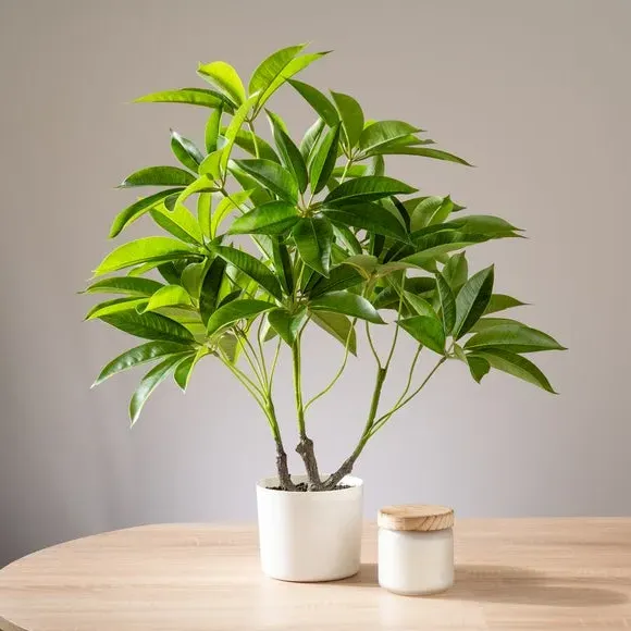Artificial Umbrella Plant - Green, White Pot