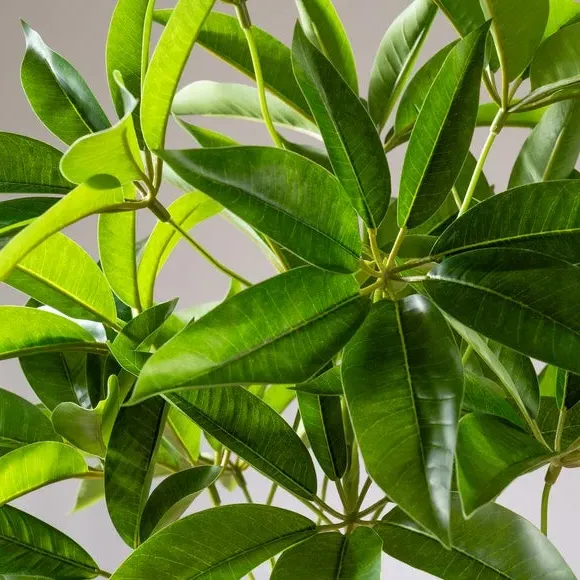 Artificial Umbrella Plant - Green, White Pot