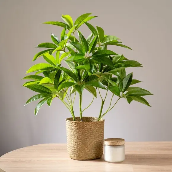 Artificial Umbrella Plant - Green, White Pot image