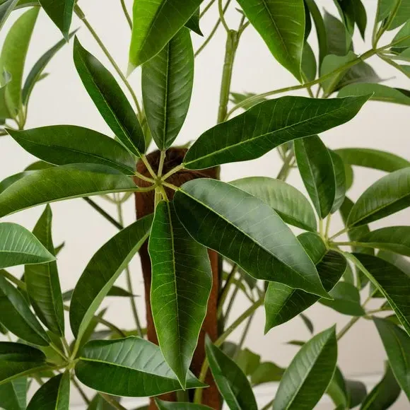 Climbing Umbrella Plant - Green, Artificial