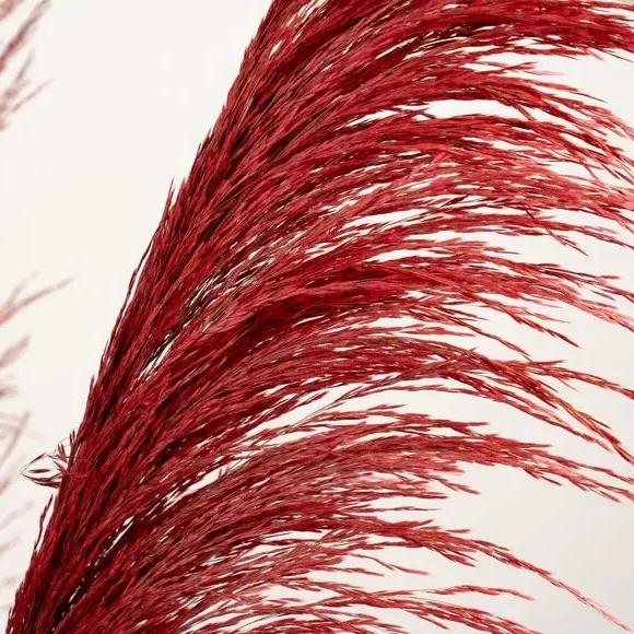 Dried Pampas Grass Bundle - Pink