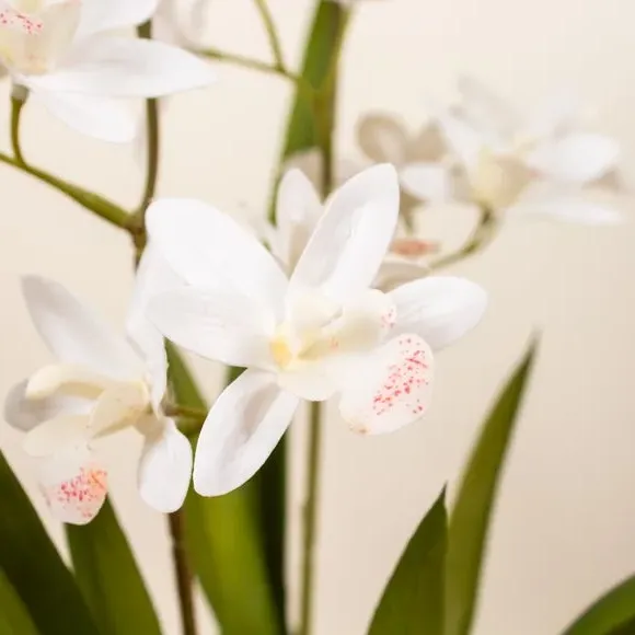 Mini Orchid Plant with Pot - White, Ceramic