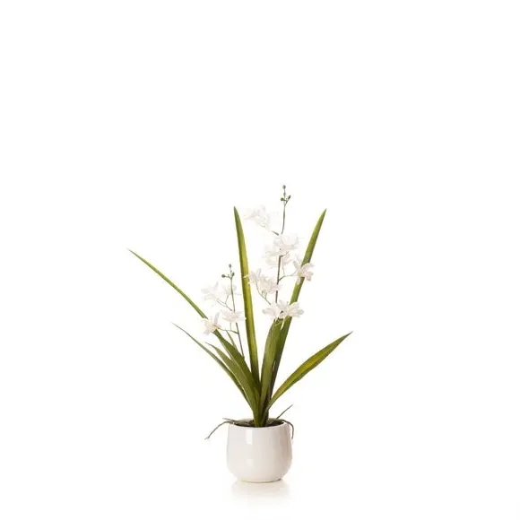 Mini Orchid Plant with Pot - White, Ceramic