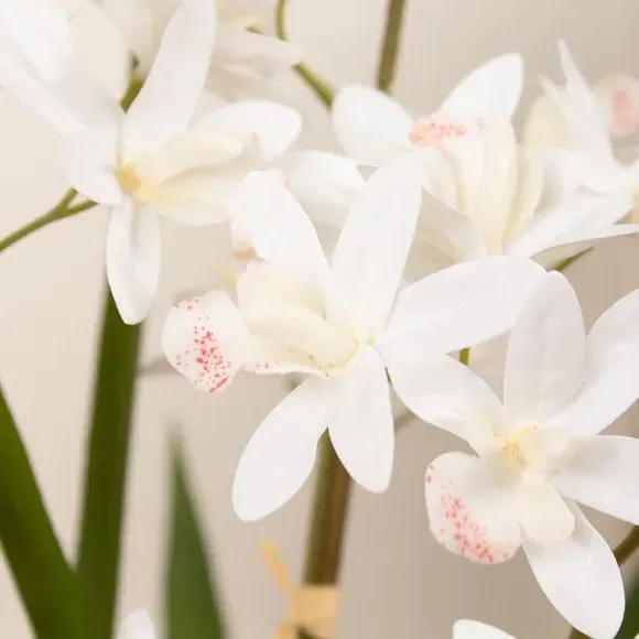 Mini Orchid Plant with Pot - White, Ceramic