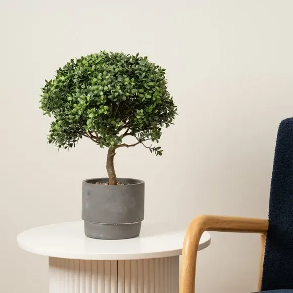 Mini Topiary Plant with Cement Pot - Green image