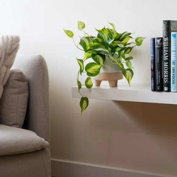 Trailing Artificial Plant - Green, Plastic