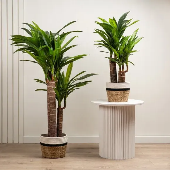 Triple Stem Artificial Yucca Tree - Green