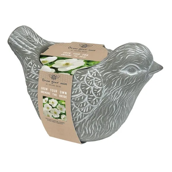 Robin Plant Pot with Anemone Kit - Grey, Stone