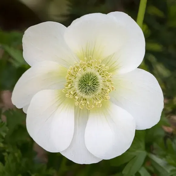 Robin Plant Pot with Anemone Kit - Grey, Stone