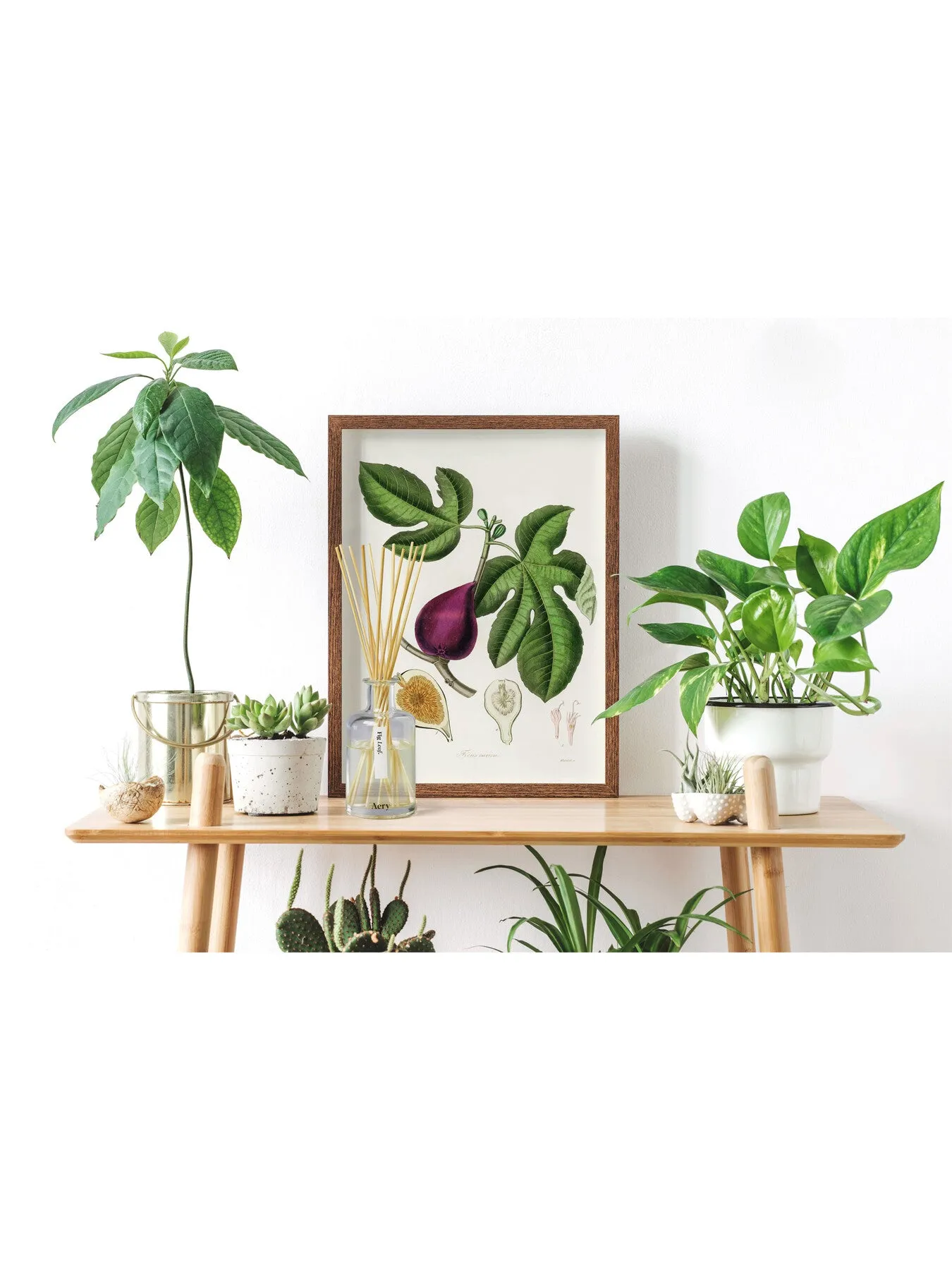 Botanical Diffuser - Fig Leaf Scent