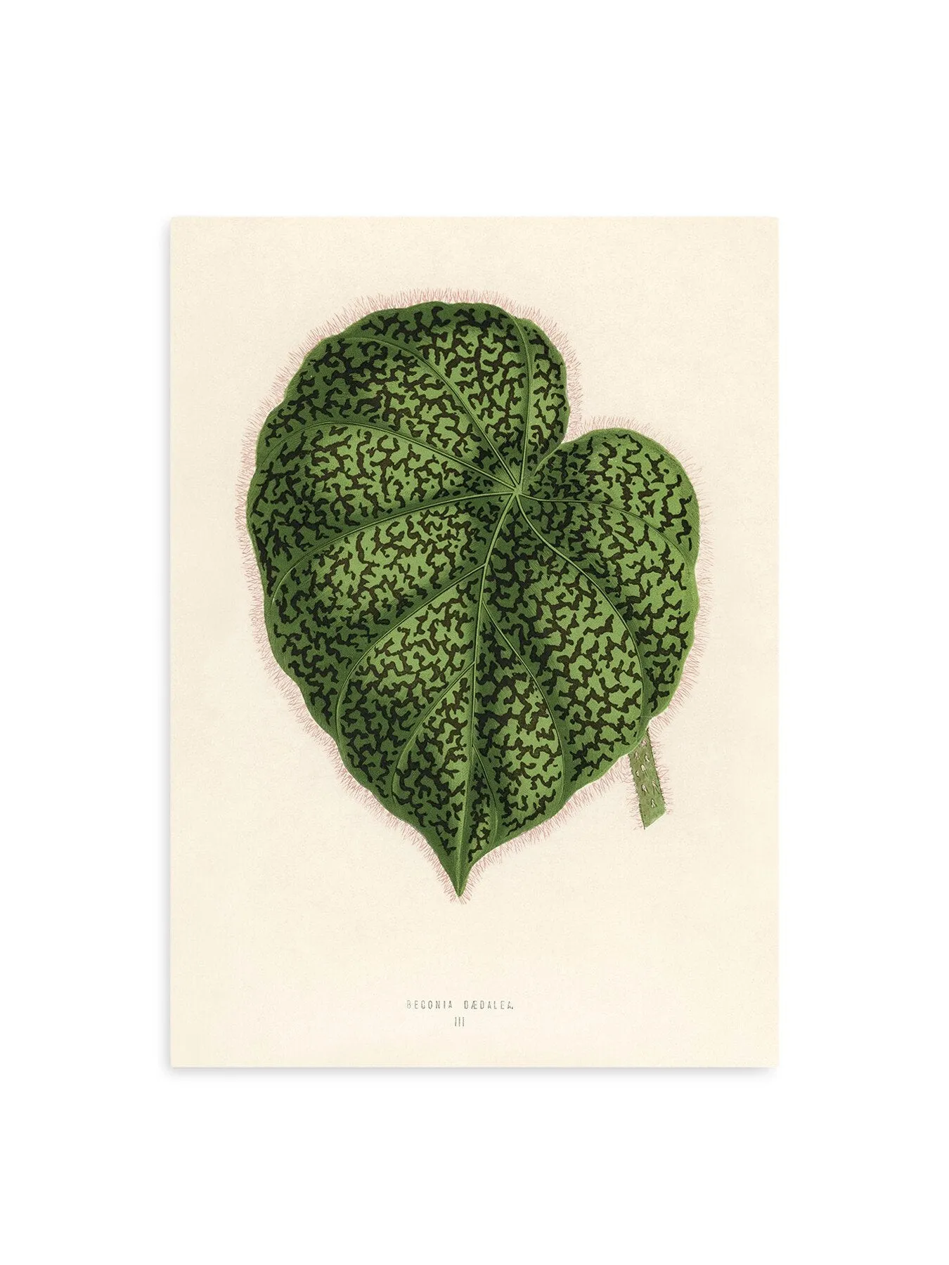 Single Leaf Wall Art Print - Green, Matte Paper image