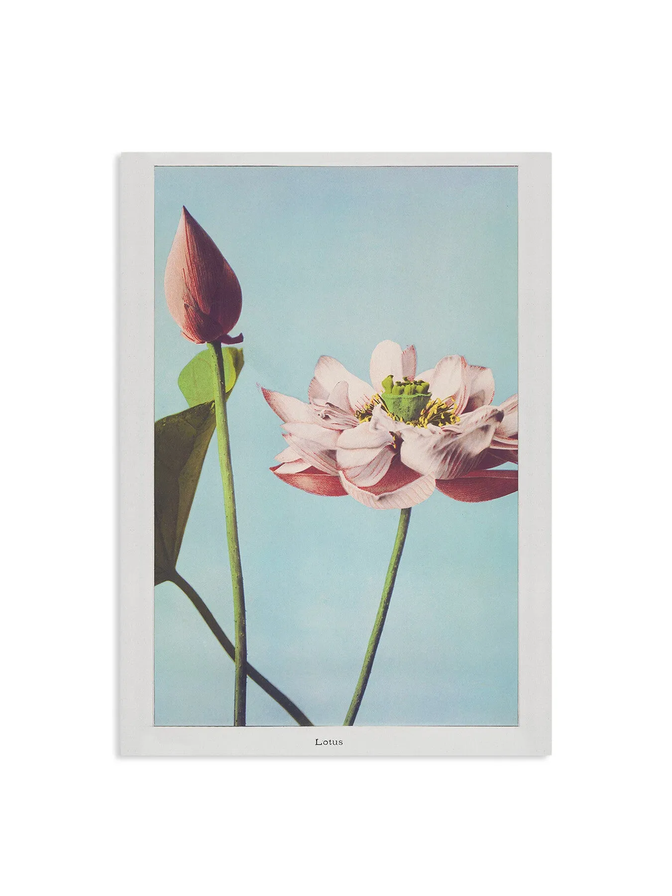 Tree Peony Wall Art Print - Vintage Style image