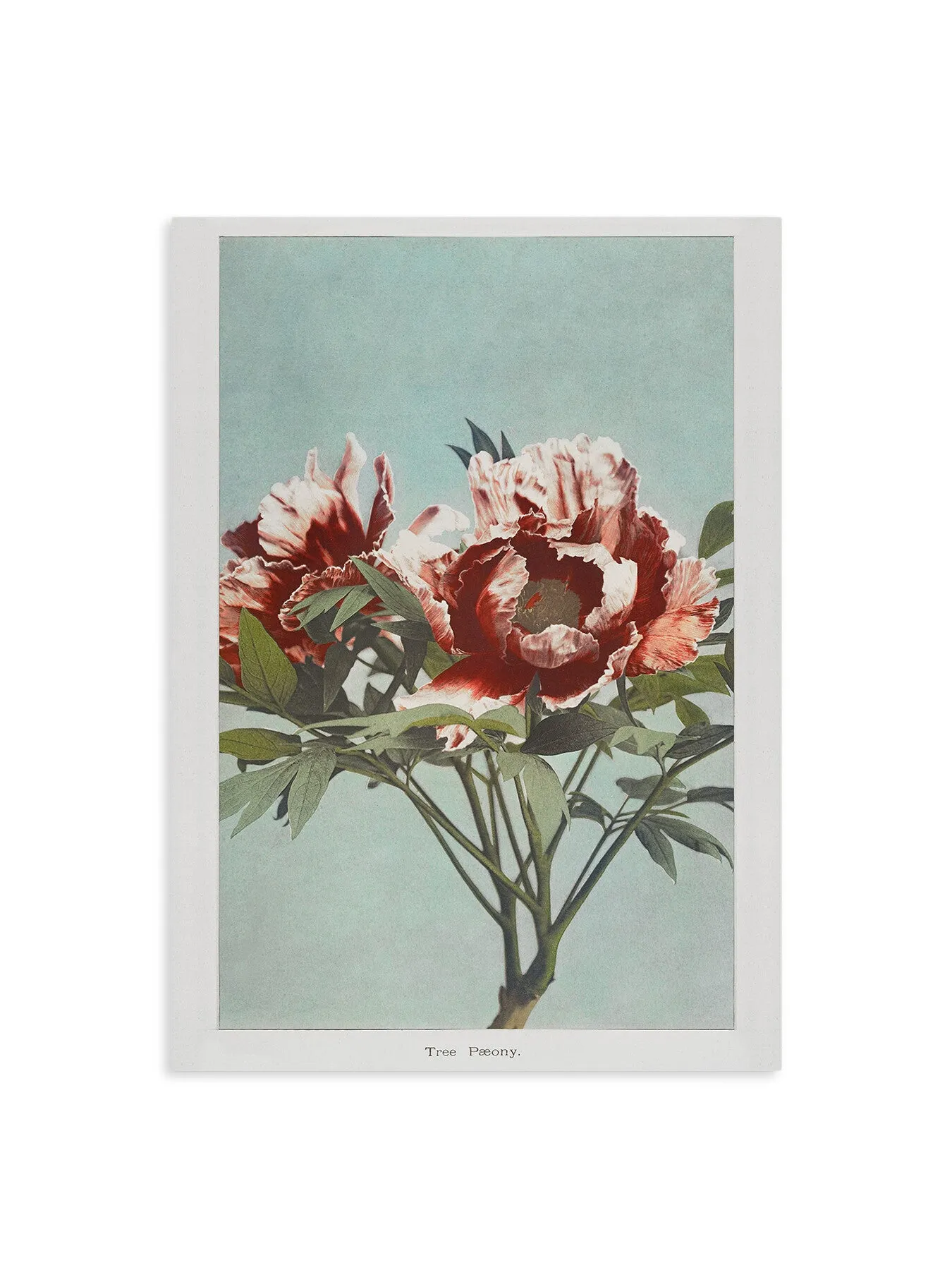Tree Peony Wall Art Print - Vintage Style image