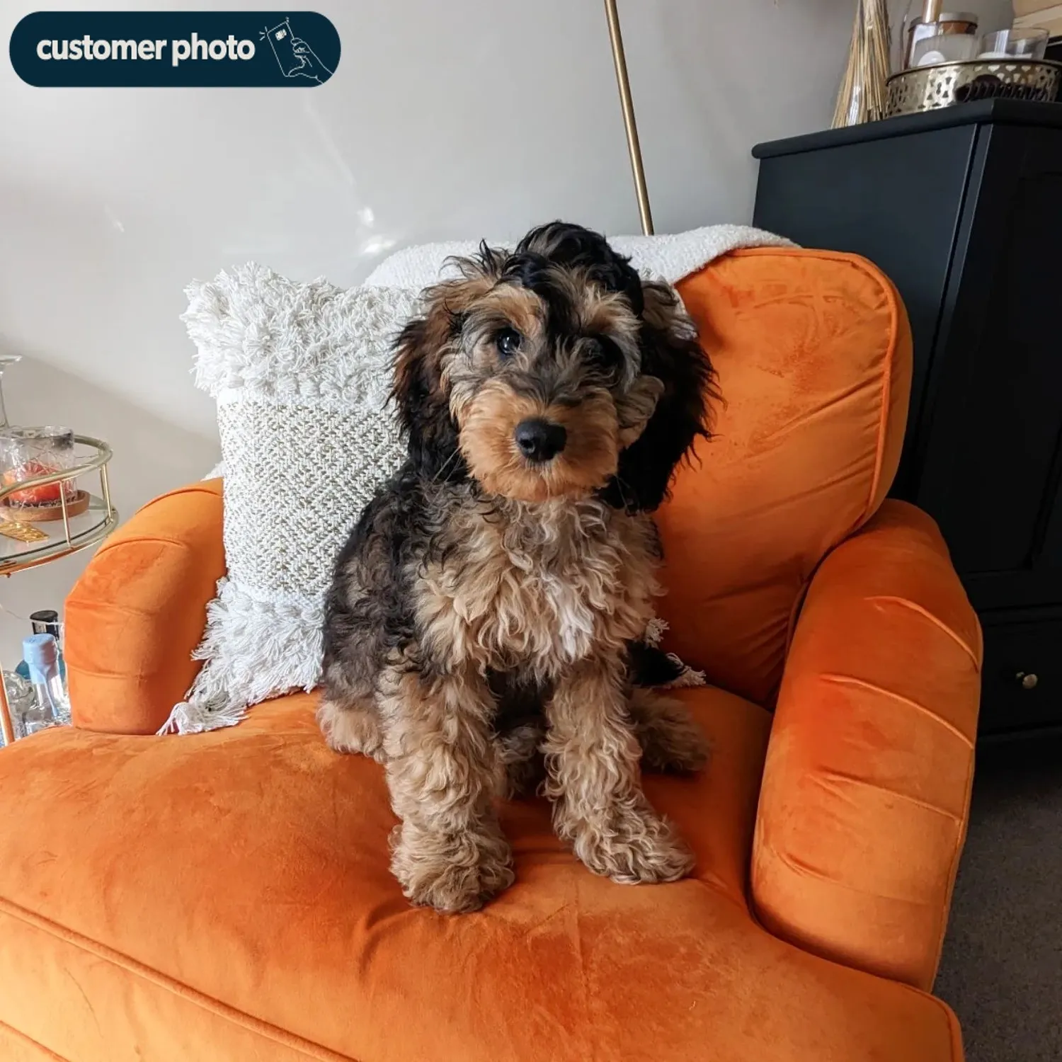 Velvet Armchair with Castors - Orange, Velvet