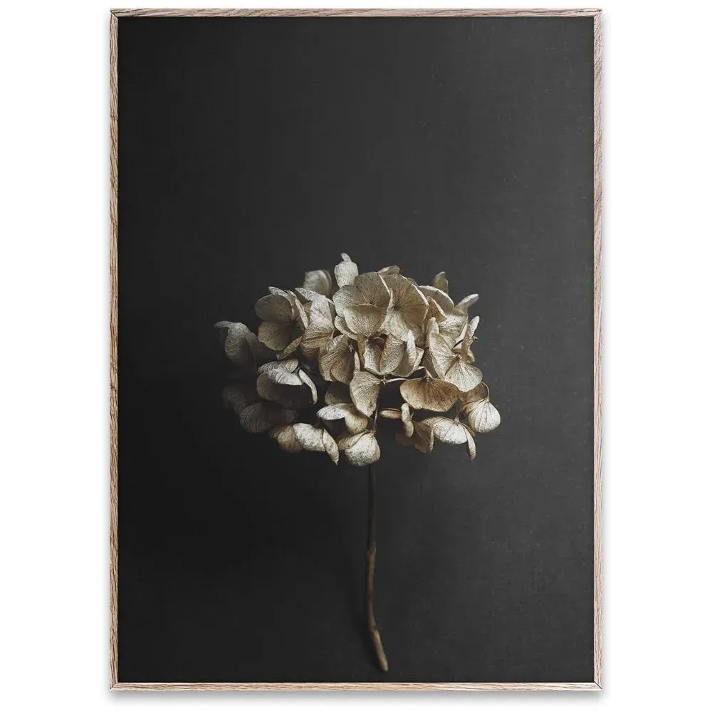 Still Life Print Hydrangea - Black, Paper image