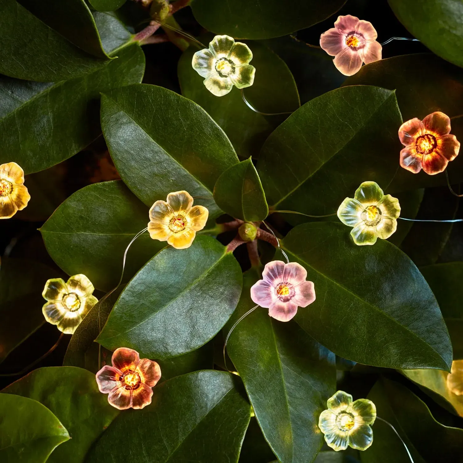 20-LED Rose Micro Lights - Multi-Coloured, LED image