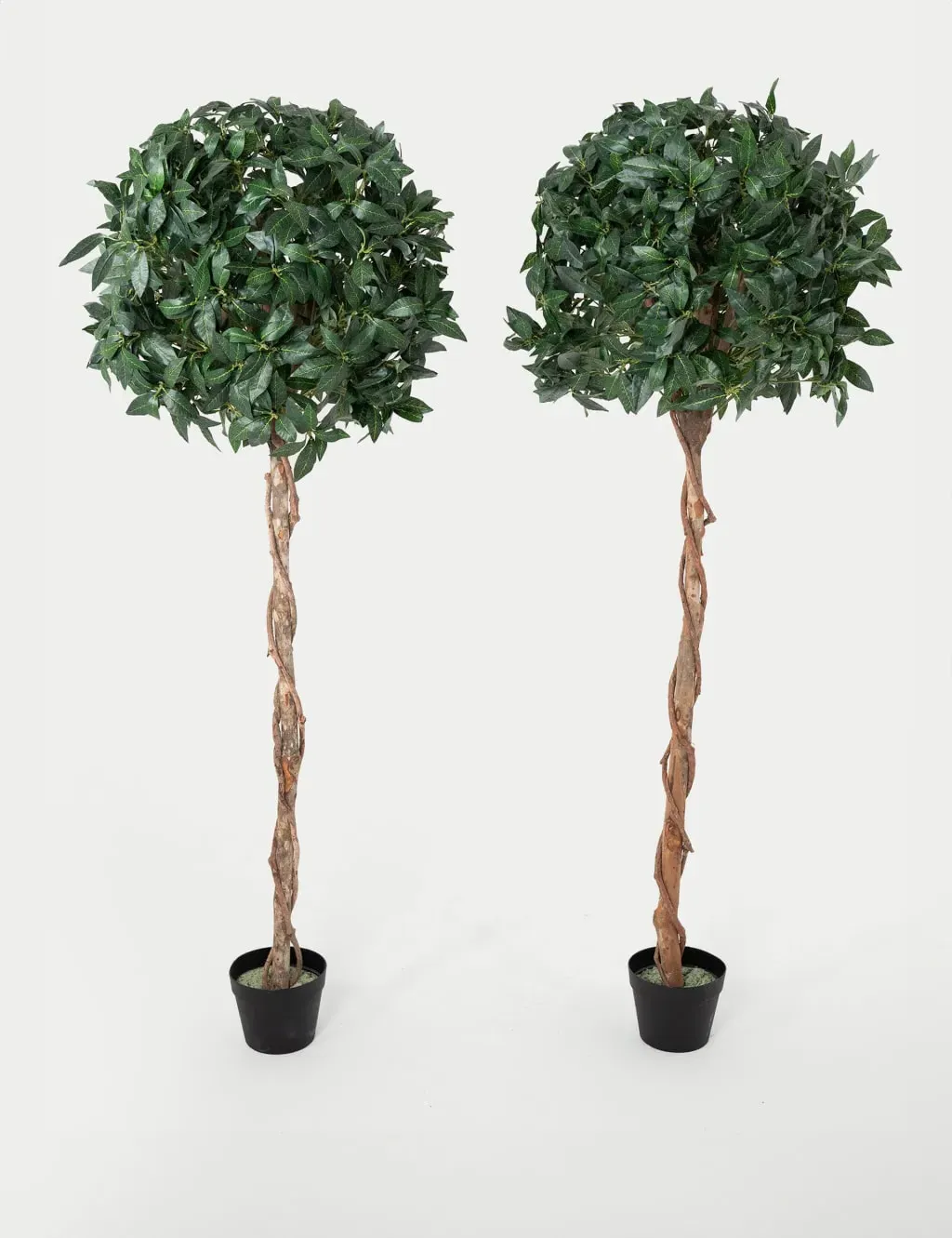 5ft Set of 2 Bay Trees in Pots - Green