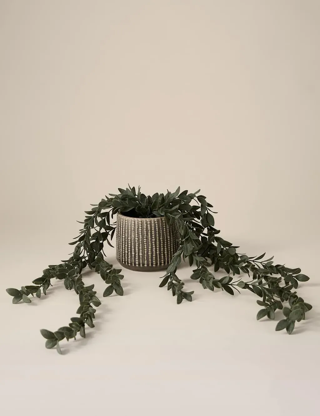 Trailing Boxwood Plant in Ceramic Pot - Grey