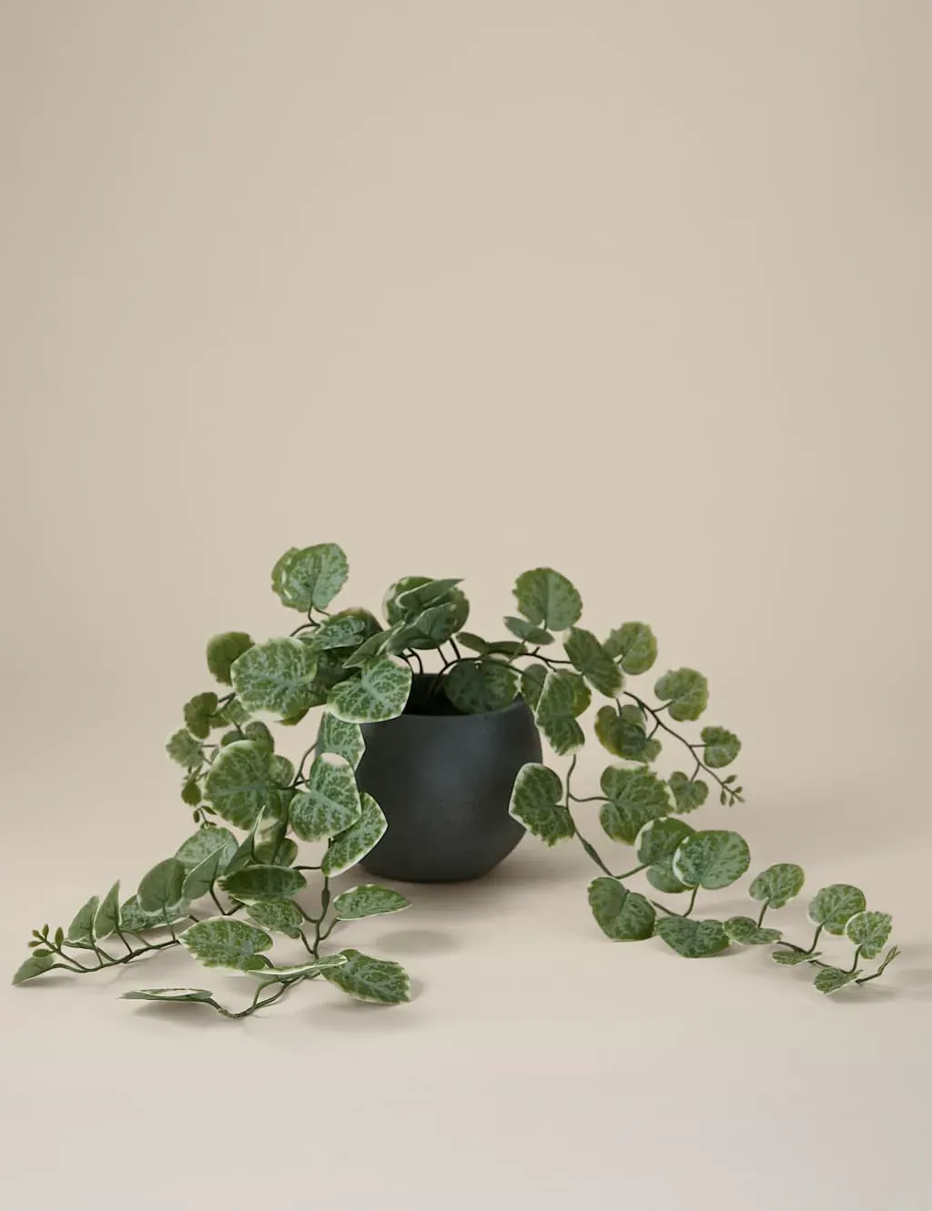 Trailing Eucalyptus Plant in Ceramic Pot - Grey image
