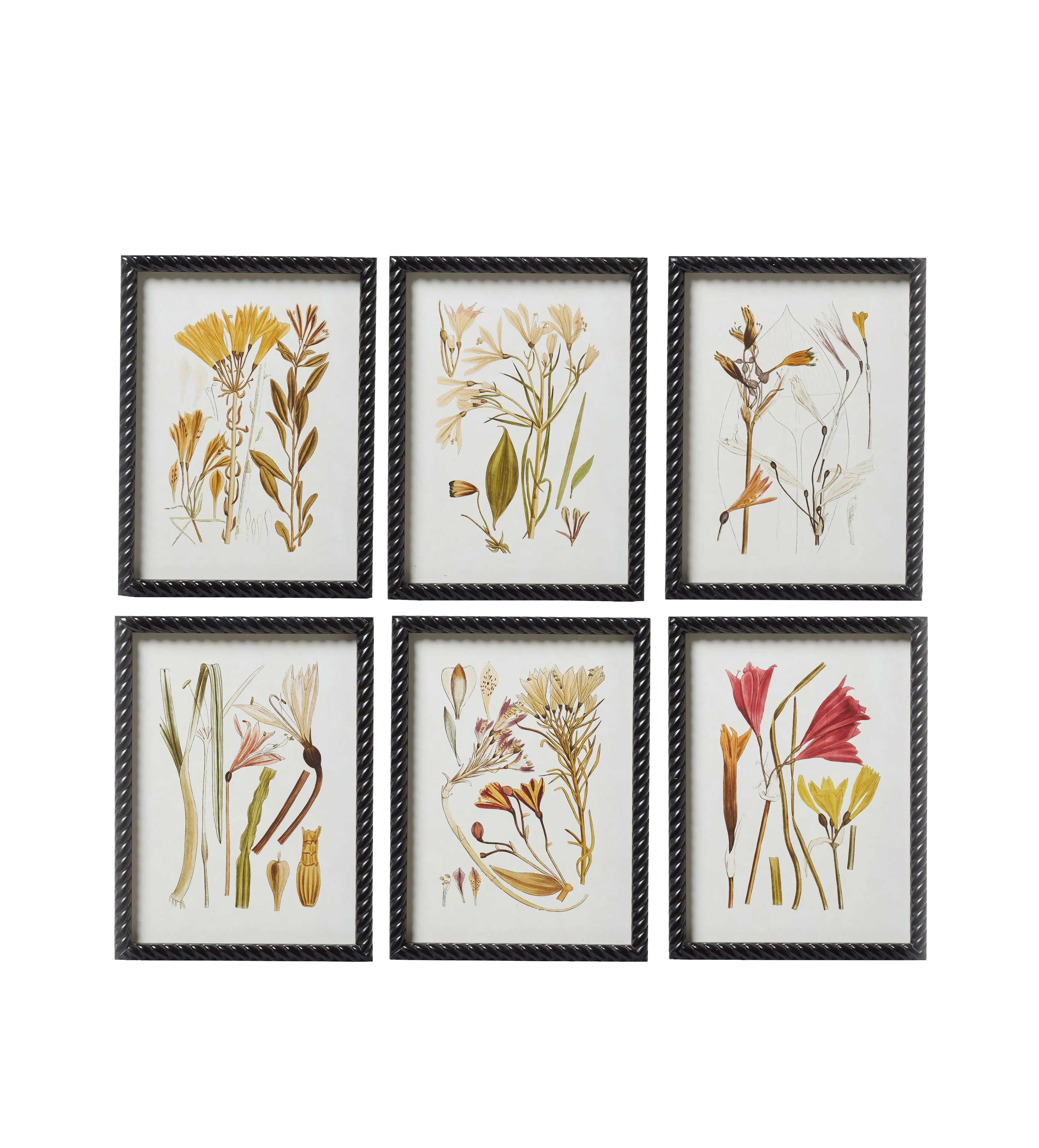 6-Piece Botanical Print Set - Multi, Framed image