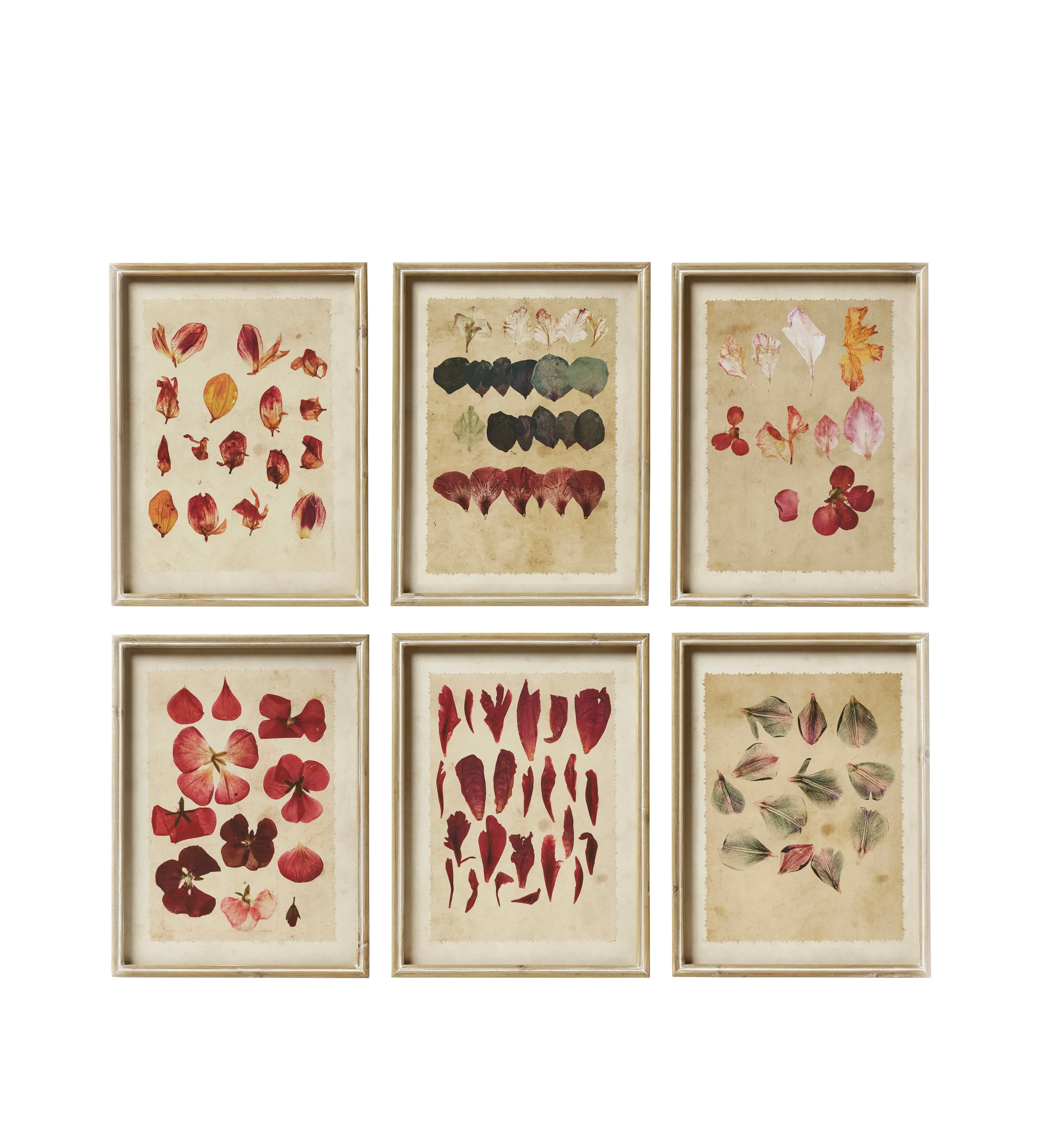 6-Piece Framed Petal Prints - Multi, Paper image
