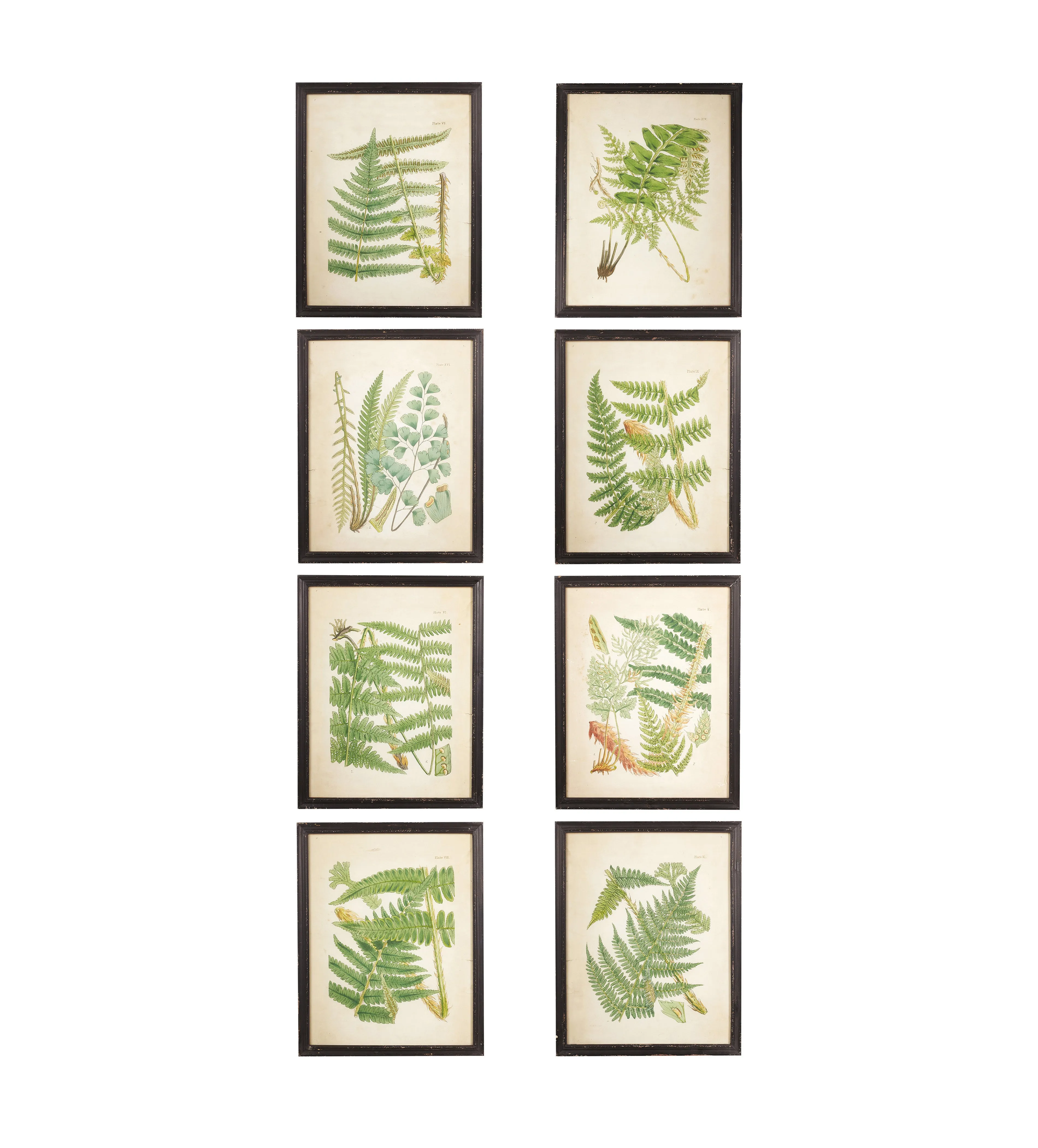 8-Piece Botanical Prints Set - Multi, Wood Frame image