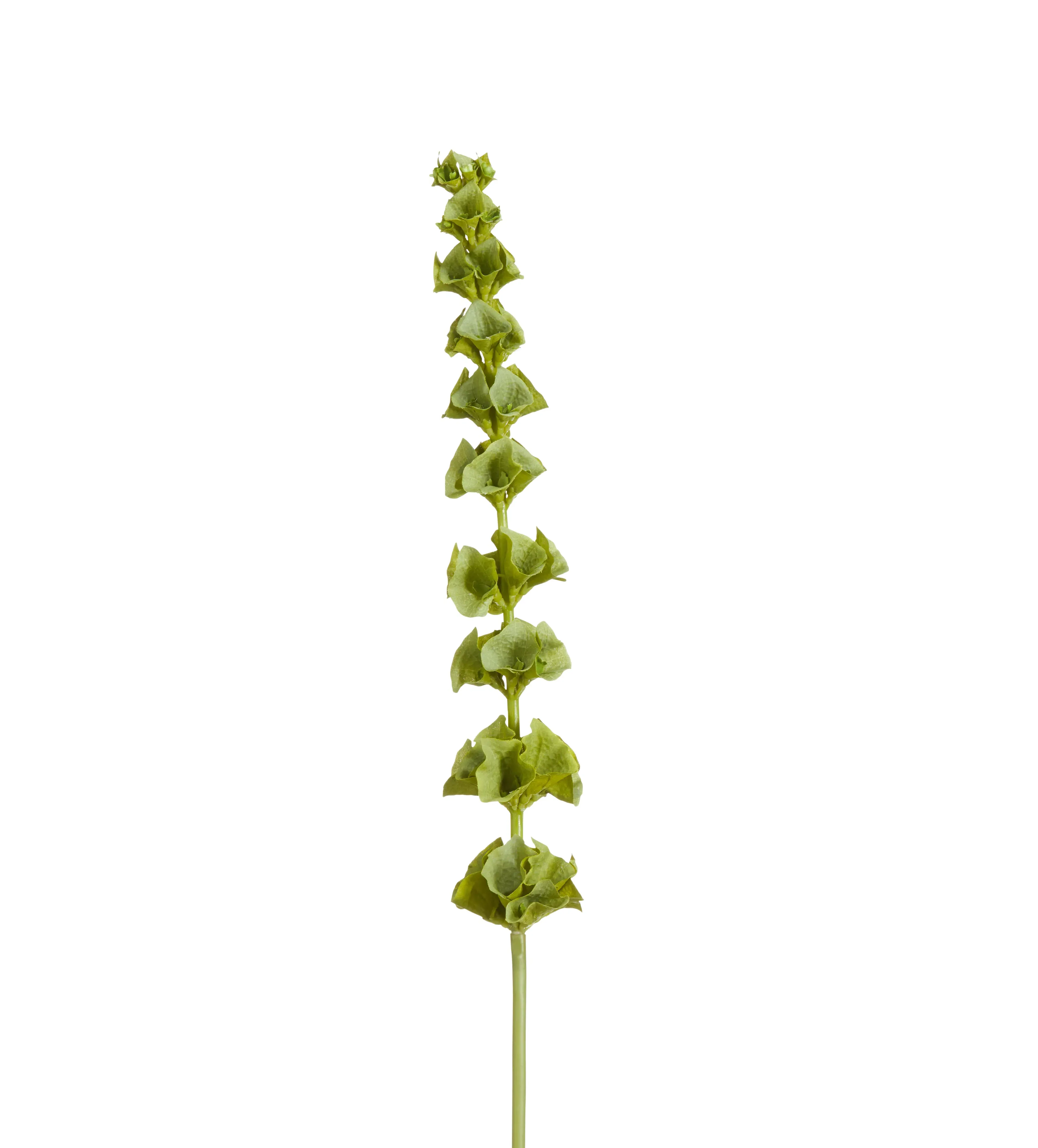 Faux Flower Stem - Green, Bells of Ireland image
