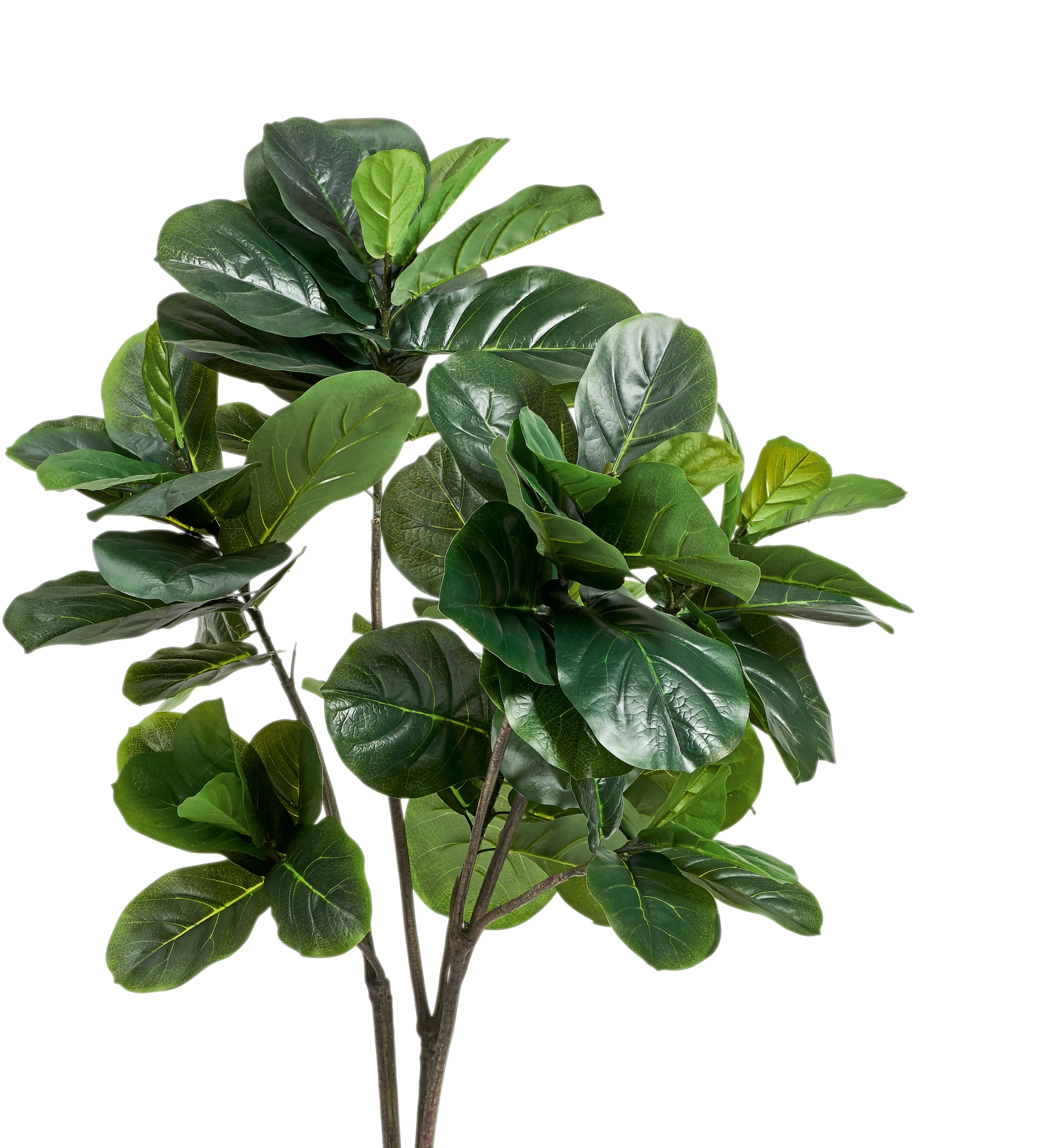 Medium Faux Fiddle Plant - Green, Artificial