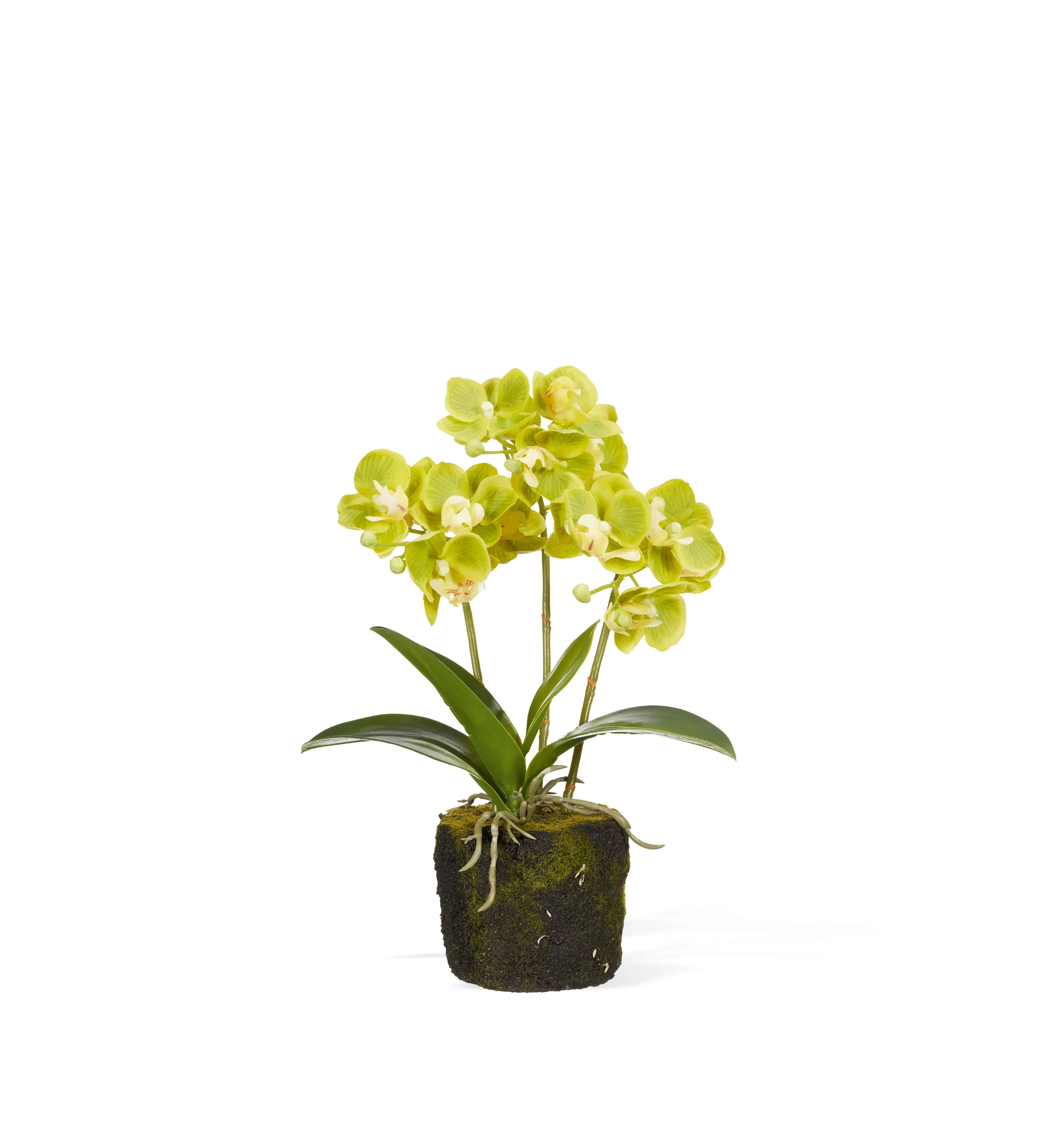 Mini Orchid Plant - Green, Faux image