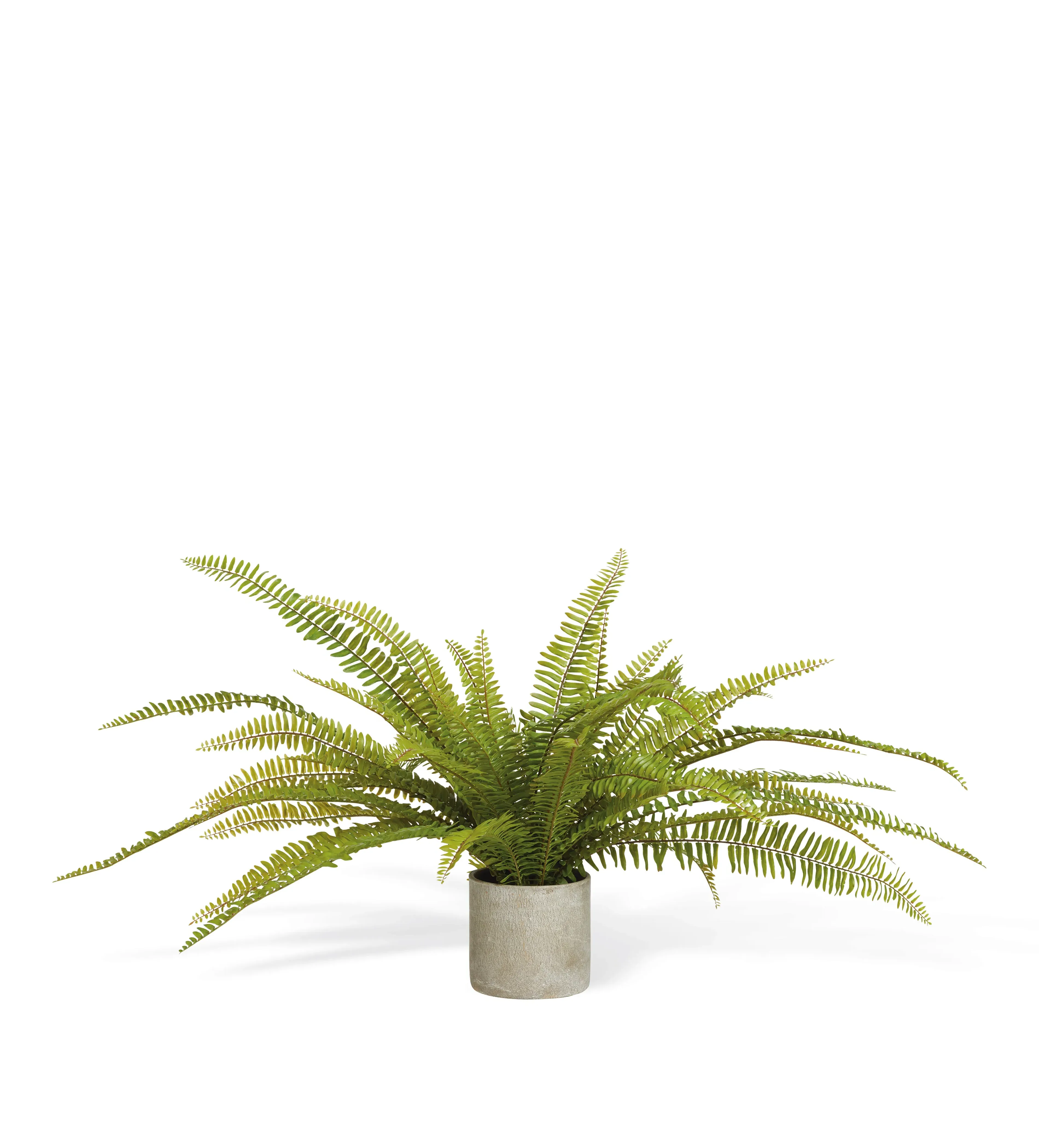 Potted Fern Plant - Green, Faux image