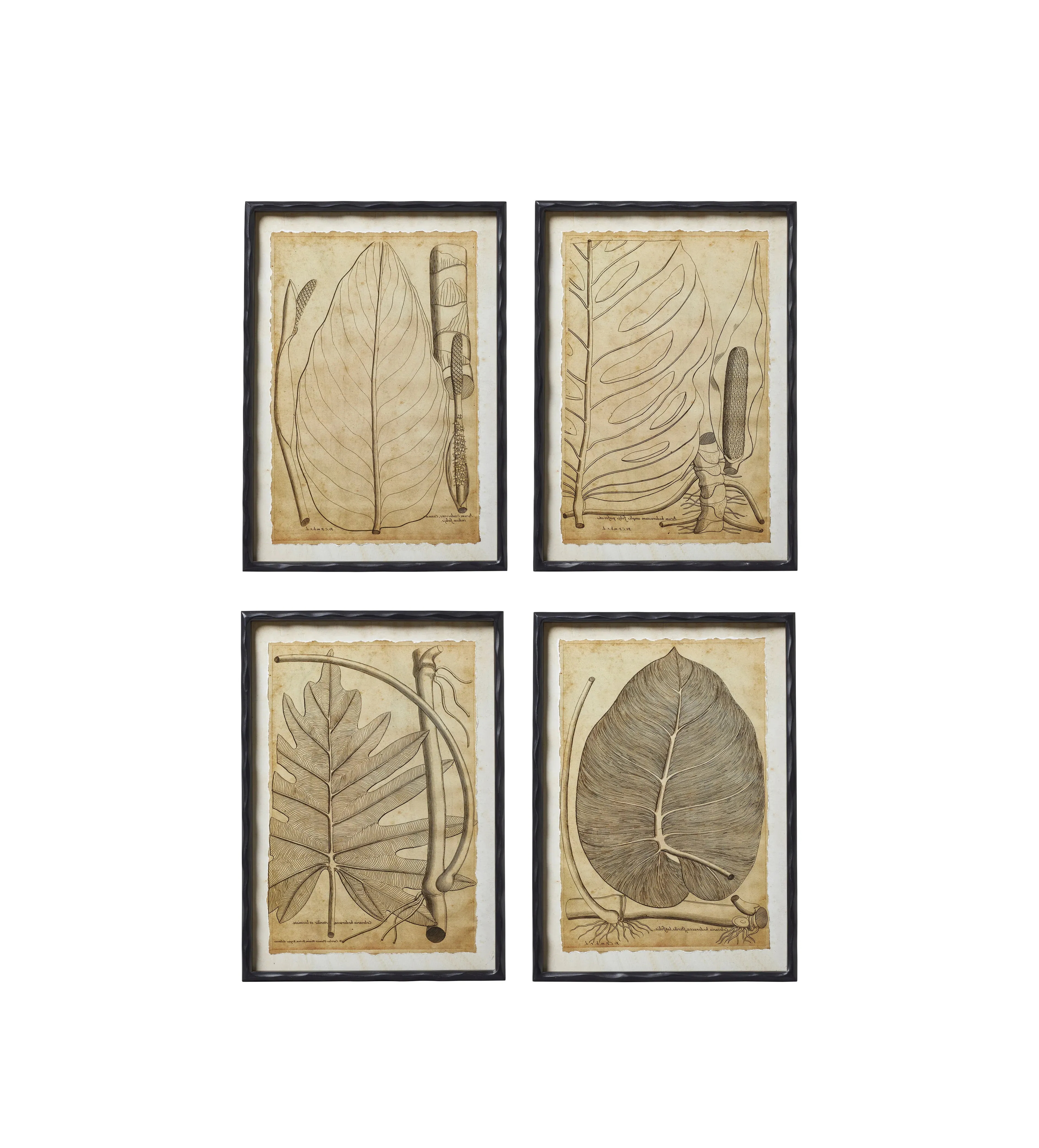 Set of 4 Framed Leaf Prints - Natural, Paper