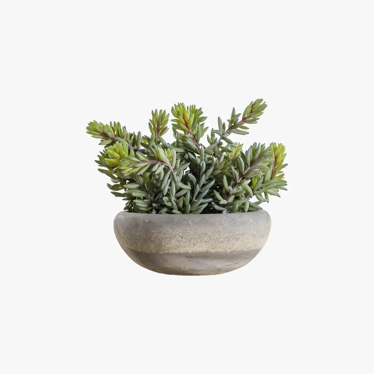 Large Faux Sedum Plant - Green, Cement Pot image